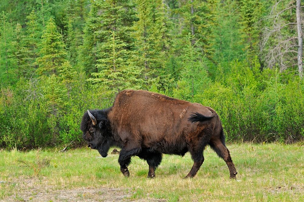 Canada-British Columbia-Coal River Wood bison close-up art print by Jaynes Gallery for $57.95 CAD